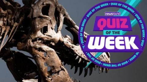A t-rex skeleton head