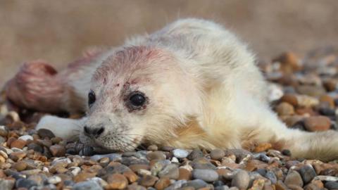 A grey seal pup with a thick white coat on a shingle beach. It has still has some blood on its body following its birth. It is looking away from the camera