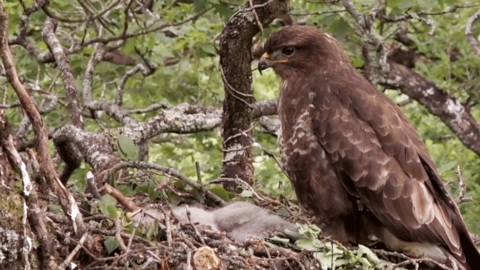 A buzzard sits in its nest looking at their chicks.