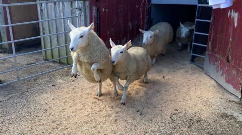 Lambs at Lairg auction mart