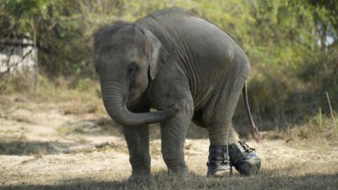 Three-year-old Bani, an Indian elephant walking through a grassy area with trees in the background. She has black boots on her hind feet.