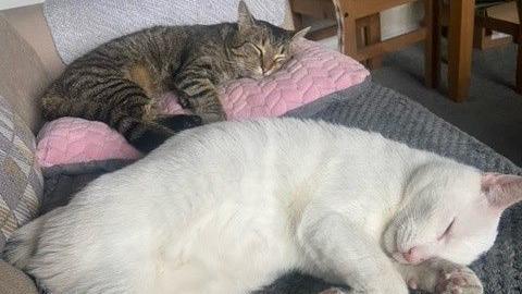 Tabby cat and white cat with black patches sleeping on a sofa