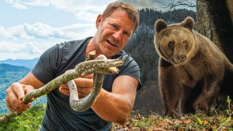 Bears in Slovenia