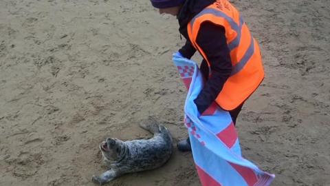 Young seal with rescuer on Scarborough beach