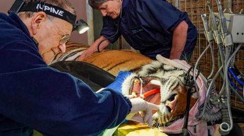 Image of a tiger being operated on. The animal has its mouth held open and a specialist wearing gloves is undertaking dentistry on the animals teeth.