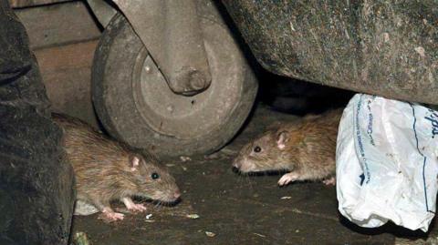 Library photo of two rats next to a bin and rubbish on the floor.