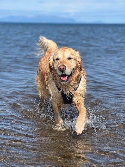 Portrait image of a golden retriever, walking in shallow water wearing a black harness on a sunny day