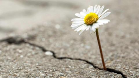 A daisy growing out of a crack in some grey tarmac.