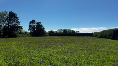 The site where some of the houses could be built. A grass field bordered by hedges, with a blue sky above.