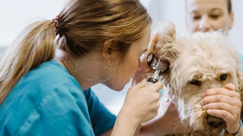 Woman in scrubs looking through medical device into the ear of a labradoodle 