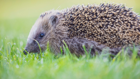 A hedgehog is walking on grass. 