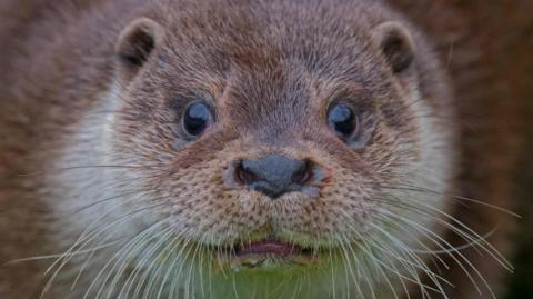 A close up shot of an otter's face with its tongue slightly showing and its whiskers filling the bottom of the screen.