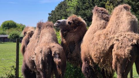 Two double-hump camels stand near a mesh fence in front of green grass and trees