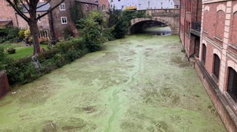 A green waterway covered in duckweed. On one side of the rivers is a garden with a tree and some shrubs and the other side has some brickwork and a small wall. Further down the river you can see a stone bridge.