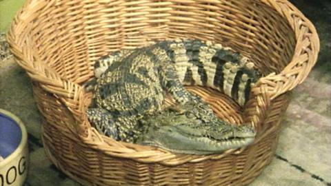 Rover the crocadile resting in a dog bed.