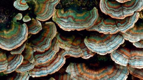 Frills of blue and orange striped Turkey Tail mushrooms fan outwards.