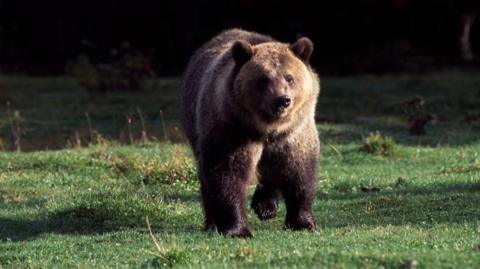 A grizzly bear walks on all fours in a grassy area in Glacier National Park.
