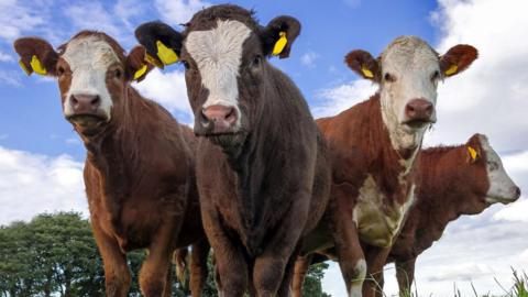 Four brown cows in a field