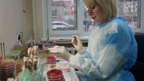 A woman holding a swab and wearing a protective gown and gloves is seen at a table with lots of petri dishes