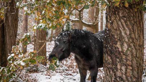 A horse is eating on some leaves in a snowy scene in the forest. The ground and branches are dusted in the white stuff.