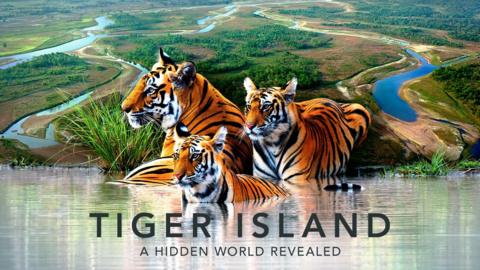 Tiger Island