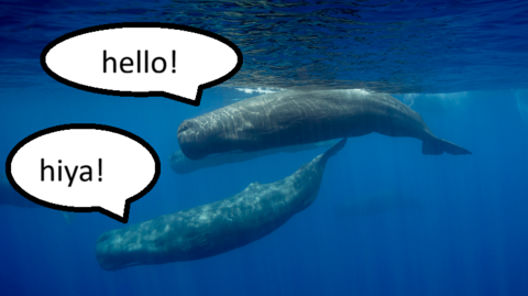 Two sperm whales in the water.