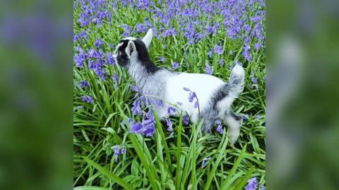 A baby pygmy goat