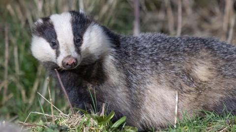 A badger 