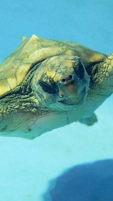 A green loggerhead turtle swims and looks at the camera in a light blue pool of water