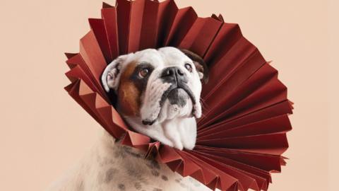 English bulldog with red folded paper cone