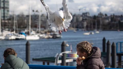 A gull is swooping in on a woman who is holding a pastry near her mouth. The woman is flinching while another woman has turned her back on the gull. There are yachts moored up on a stretch of water behind them and a line of buildings which are out of focus.