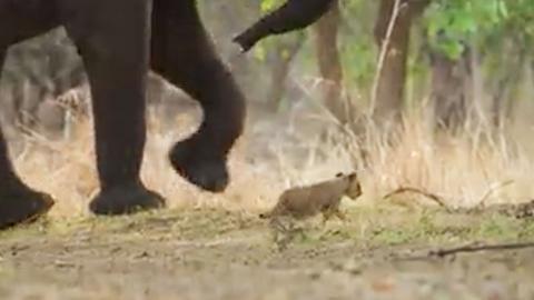 A lion cub walking near a large elephant