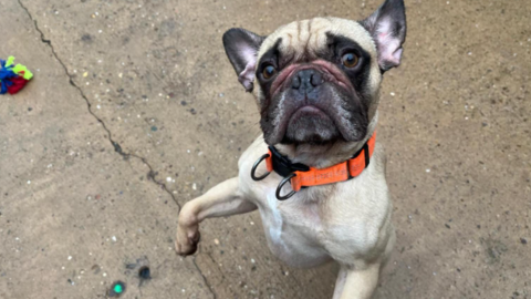 A French bulldog in an orange collar standing on its hind legs 