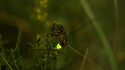 A small brown insect with a glowing abdomen sits on some vegetation.
