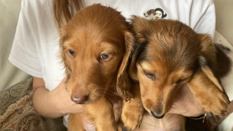 Two caramel coloured long-haired dachshund puppies are being held in a woman's hands, she is wearing a white T-shirt