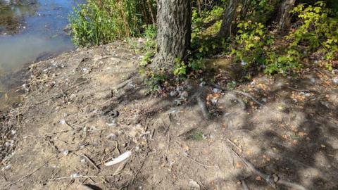 Scrubby area at the side of the canal with feathers laying on the ground