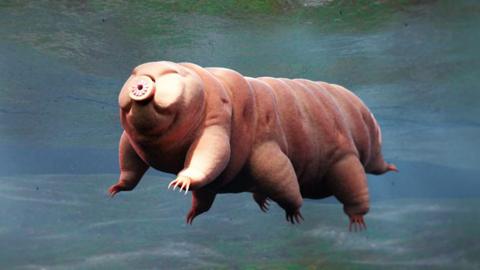 A tardigrade
