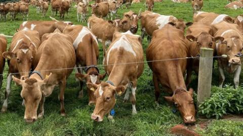 The picture shows a large group of brown and white cows grazing in a green field. Many of the cows are gathered near an electric fence, which is supported by a wooden post visible on the right side. In the background, more cows are scattered across the field, continuing to graze.