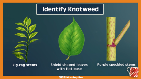 Japanese knotweed