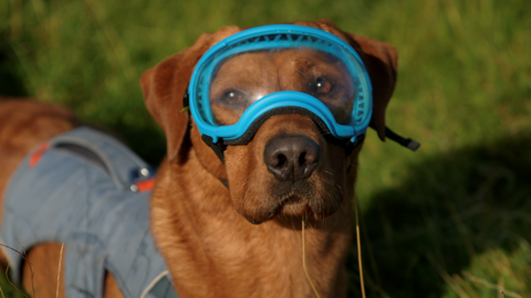 A brown Labrador called Woody looks to camera in a field. He is wearing a grey harness and a set of blue goggles