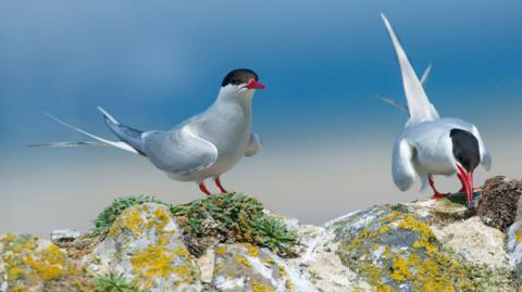 A pair of Arctic terns on a wall in Northumberland