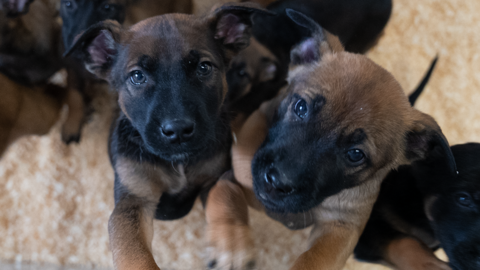 Two malinois puppies are standing on their hind legs and looking at the camera. They have brown and black faces and are standing on a white shaggy rug with other puppies surrounding them