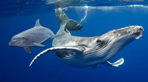 a whale and a dolphin