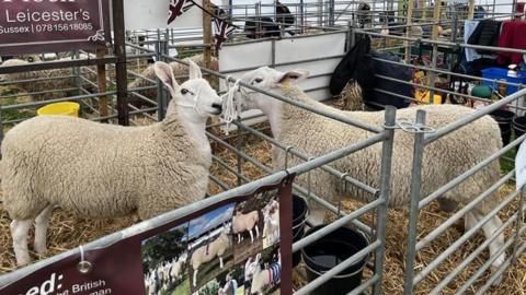 Sheep in an indoor pen at South of England show at Ardingly
