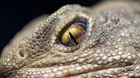 A close up of the tuataras' yellow eye that appears like a reptile's eye, eg that of a crocodile. Its skin is green-brown colour and scaly.