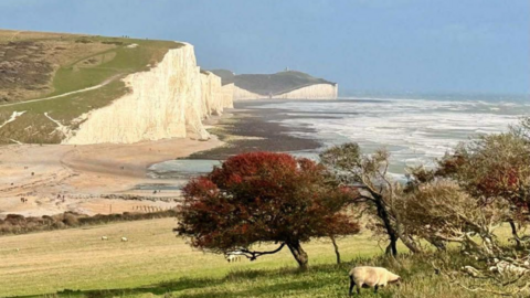 A seaside scene with cliffs, sheep and trees in the foreground.