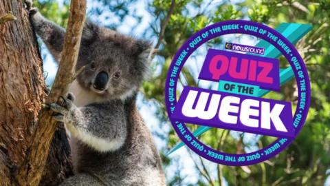 Koala on a tree with the quiz of the week logo
