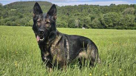 Missing police dog Fergie