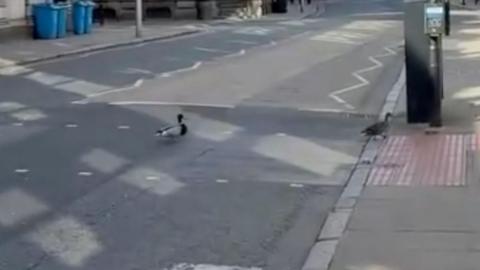 The ducks took the crossing outside the entrance to Trinity Market.