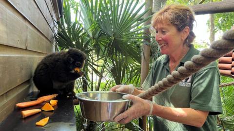 A woman and an animal are in an outdoor enclosure. The keeper, wearing a green shirt and gloves, is holding a metal bowl of chopped fruit and veg. The animal, a black-coated lemur, is perched on a wooden ledge, reaching toward a bright orange piece of food. The background is a mix of wooden walls, ropes, and tropical plants